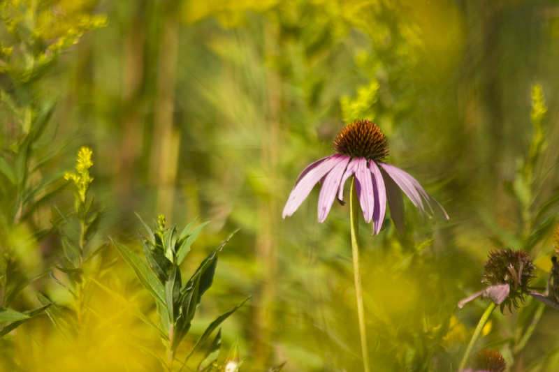 Purple Coneflower